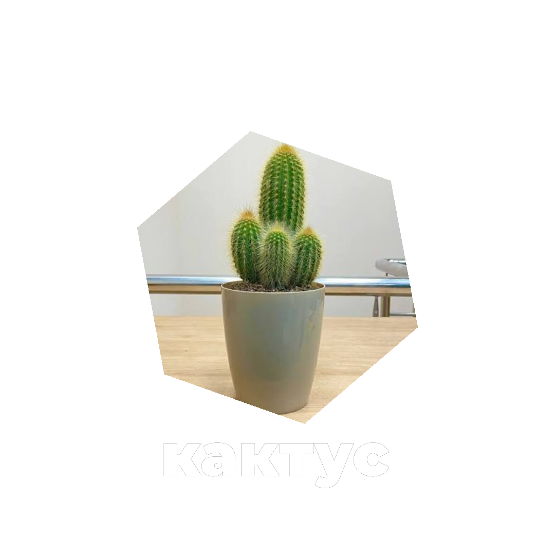 Кактус
